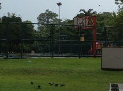 Blk 453 Choa Chu Kang Avenue 4 (Choa Chu Kang), HDB Executive #19666292